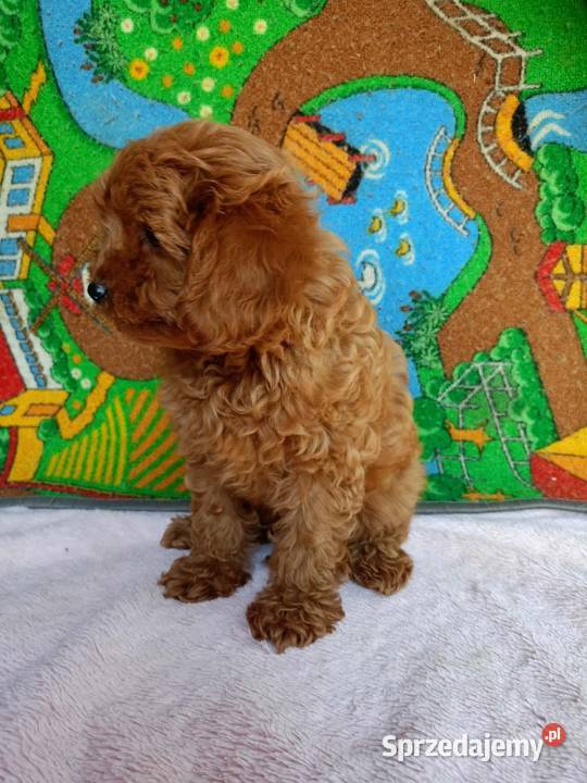 Cavapoo f1b