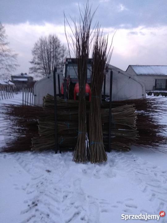 Podkładka wierzby wikliny do szczepienia iwa Sielce