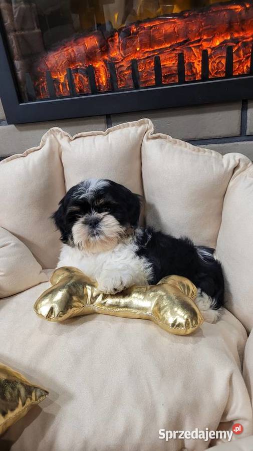 Śliczna suczka shih tzu z wyprawką Kraków sprzedam