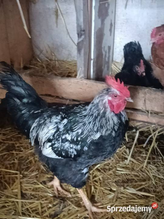 Sprzedam koguty 50zl Żółkiewka-Osada