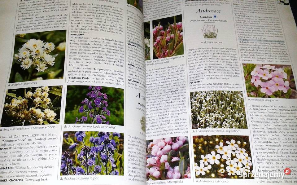 Ilustrowana encyklopedia roślin Dom balkon taras Rok wydania 2008 lubelskie Chełm