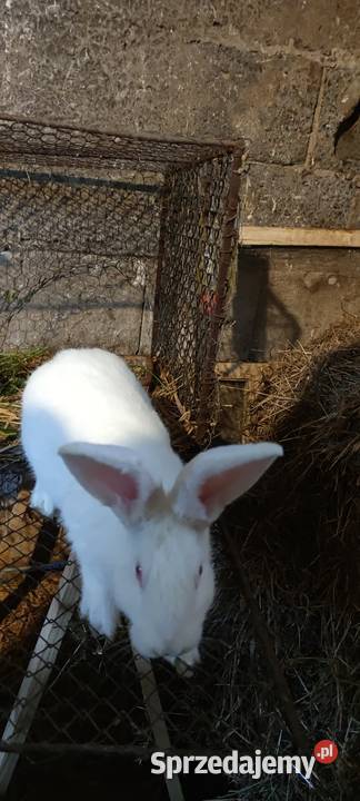 Króliki mieszance sprzedam