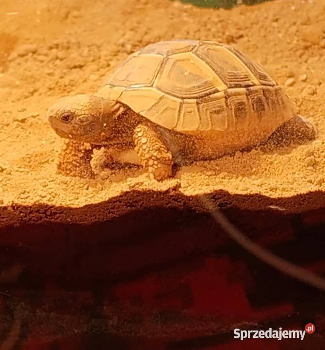 Żółw grecki Gady i płazy Sędziszów Małopolski
