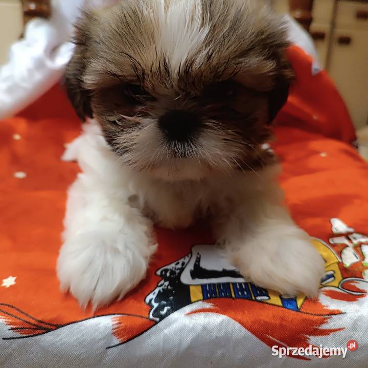 Shih tzu suczka Bolesławiec