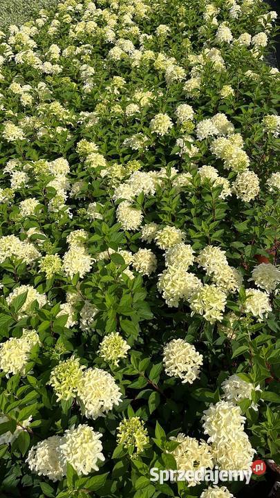 Hortensja bukietowa różne odmiany transport i Liściaste Warszawa