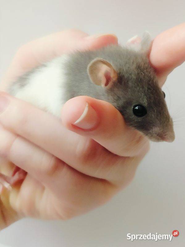 Szczury samce do domu Łódź