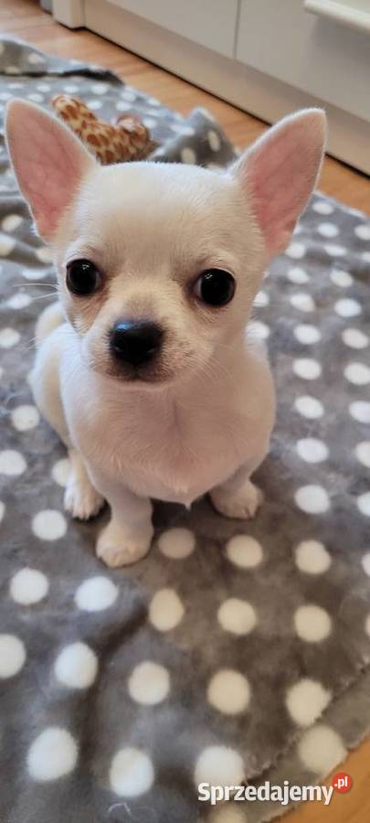 Chihuahua krótkowłosa suczka