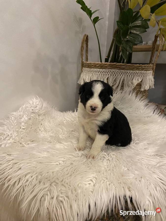 Border Collie szczeniak Tczew sprzedam
