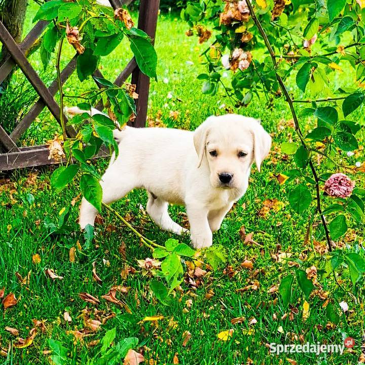 Labrador retriever pochodzenie fci Strużki