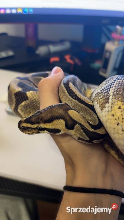 Pyton królewskiPython regius Pastel Samiec Gady i płazy Pułtusk sprzedam