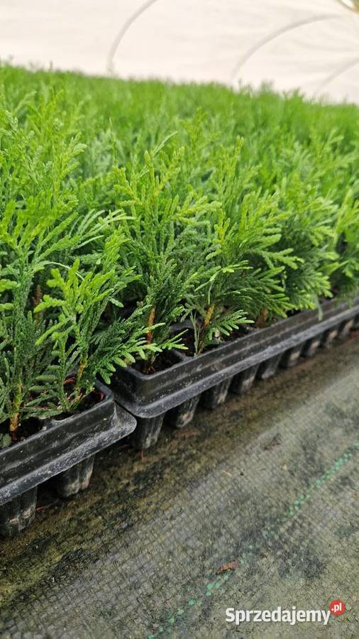 Tuja Danica Sadzonki Wrocław
