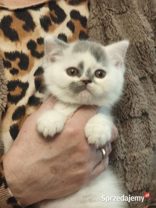 Brytyjski śliczny kocurek Tarnów sprzedam