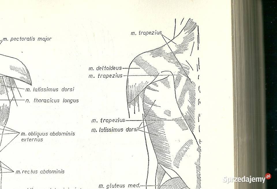 Fizykoterapia podręcznik medycyna fizjoterapia Łódź