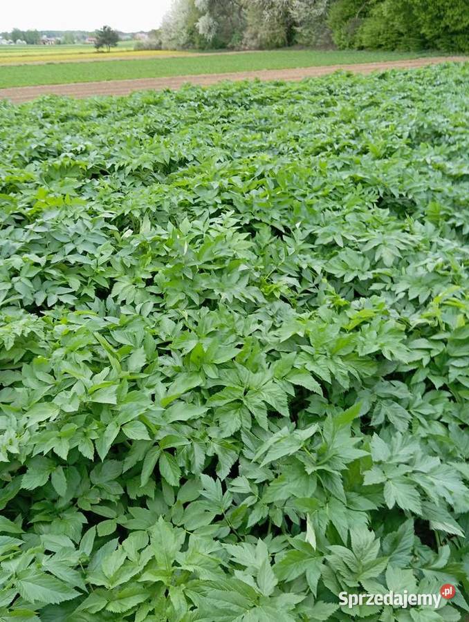 Nasiona arcydzięgiel 2024 Krasnystaw