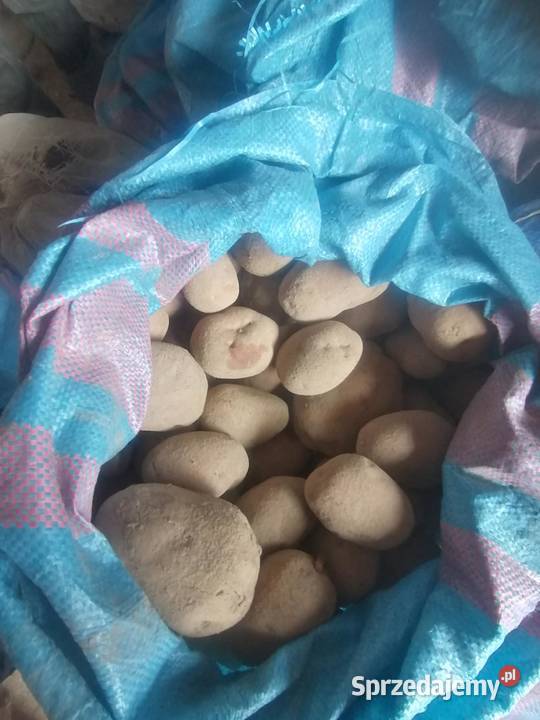 Sprzedam ziemniaki jadalne duże i do sadzenia Pilica
