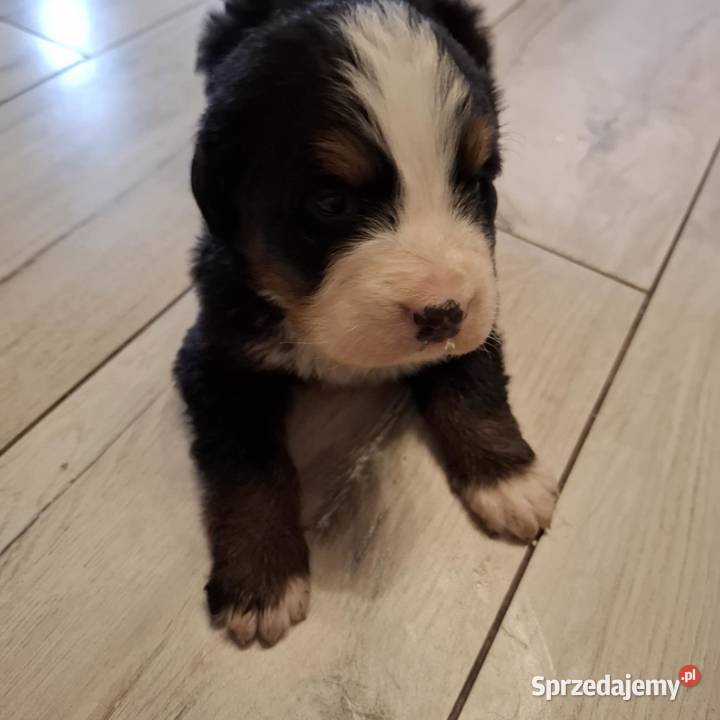Szczeniaki berneński pies pasterski Ozorków