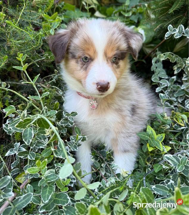 CIRI suczka Border Collie Red merle Tricolor Pozostałe sprzedam