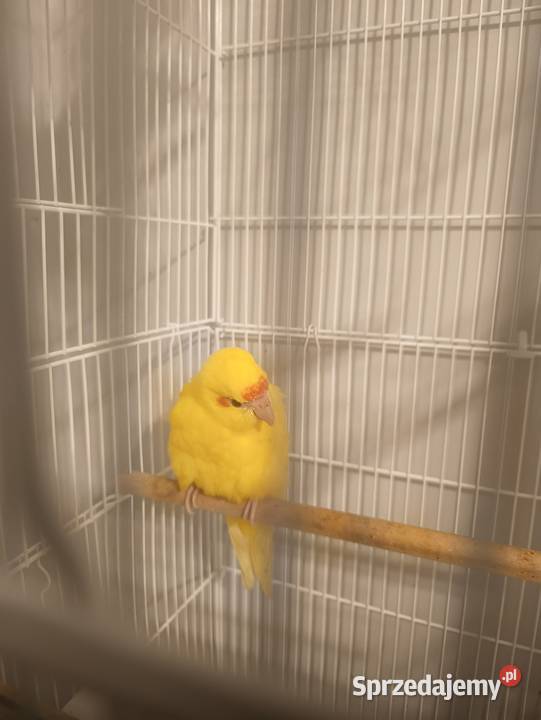 Modrolotki Kozy śląskie Dąbrowa Górnicza sprzedam