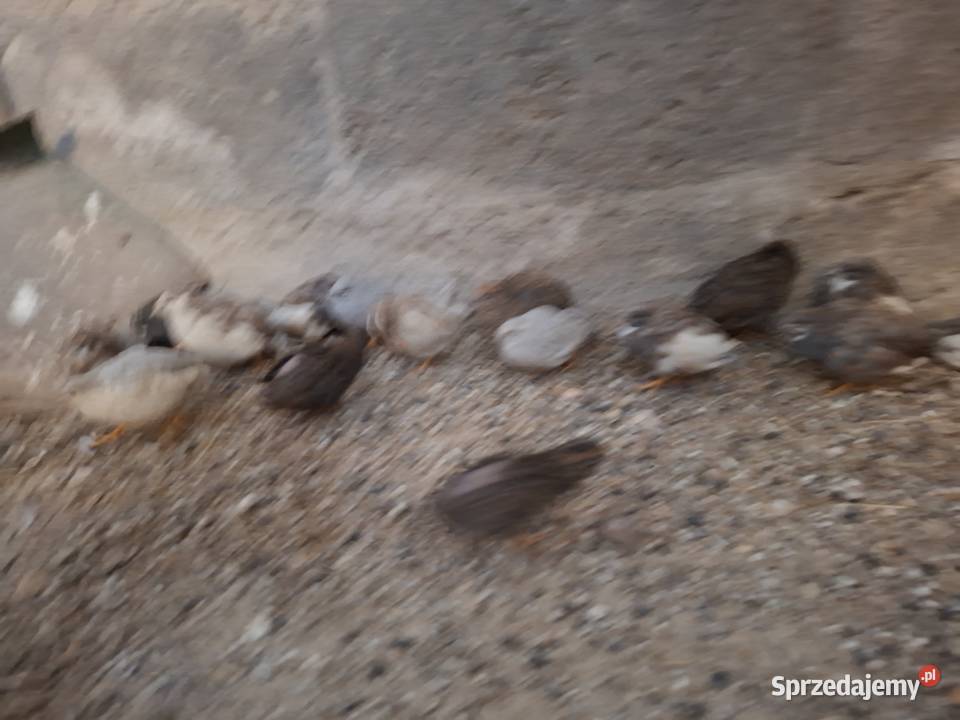 Przepiórki hinskie różne kolory