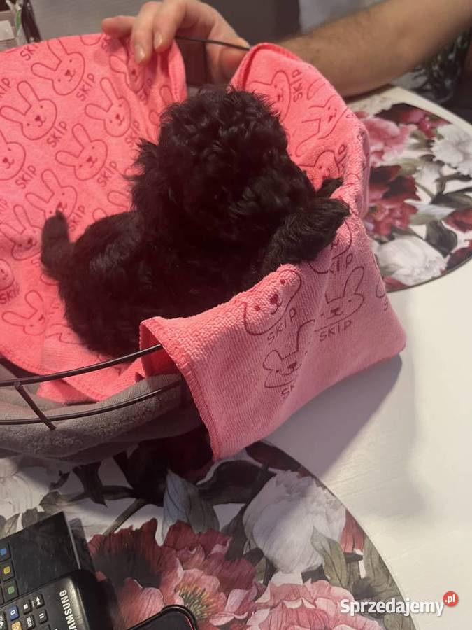 Pudel miniatura samiec Pozostałe Milicz