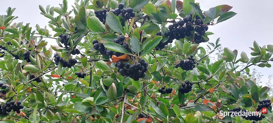 Aronia ekologiczna małopolskie