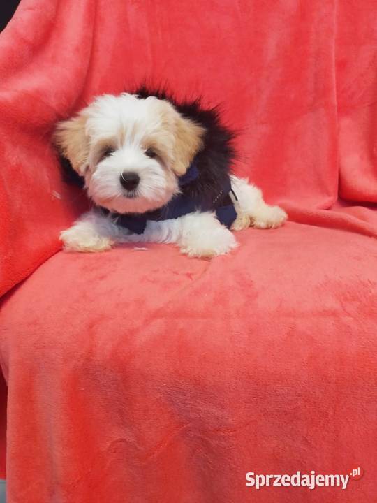 Cukierkowy odchowany Maltipoo Pudel Toy i mazowieckie Warszawa
