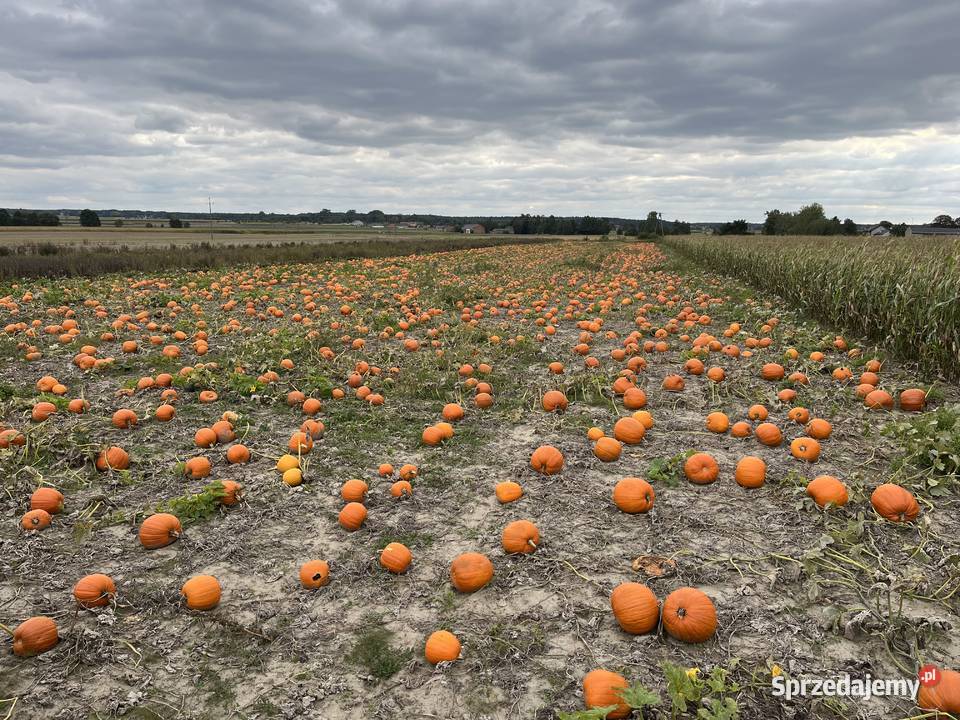 Dynia halloween Małachowice-Kolonia sprzedam
