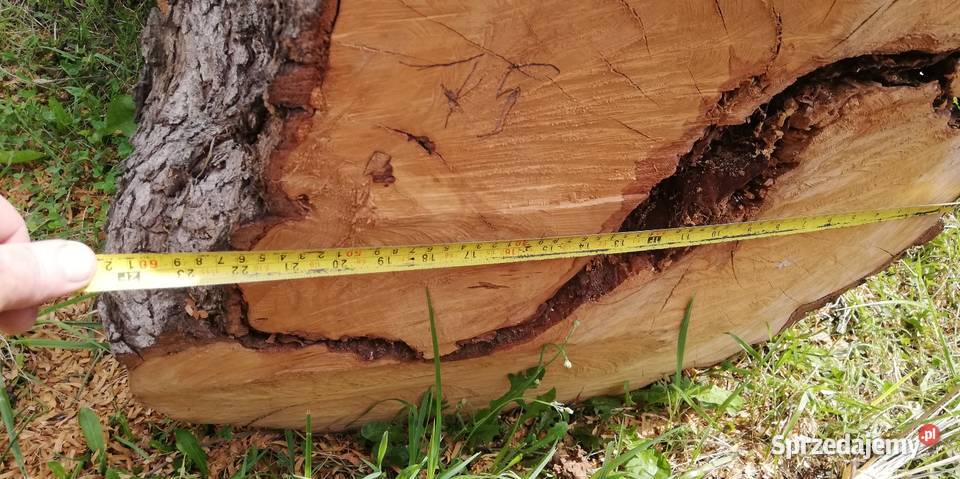 Pień kłoda gruszy Ostrów Wielkopolski