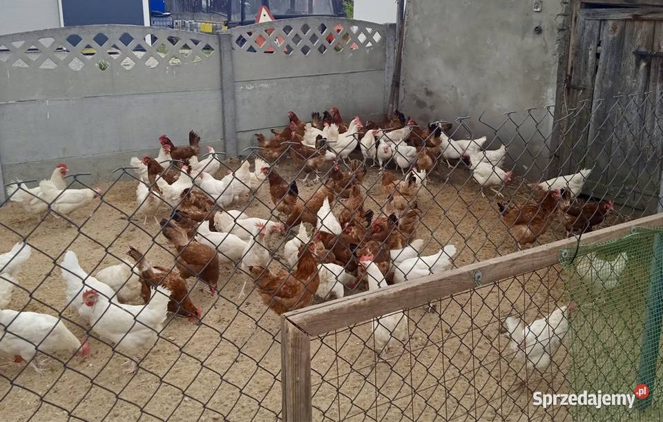 Kury nioski z jajkiem Leghorn Możliwy Transport Drób i ptactwo śląskie Złoty Potok