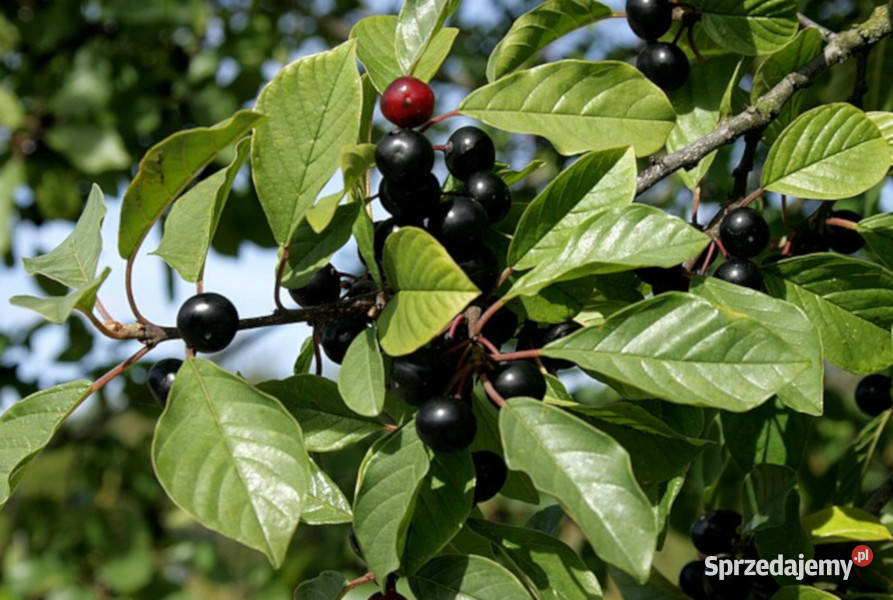 KRUSZYNA POSPOLITA Frangula alnus NASIONA 5000 Lubanie