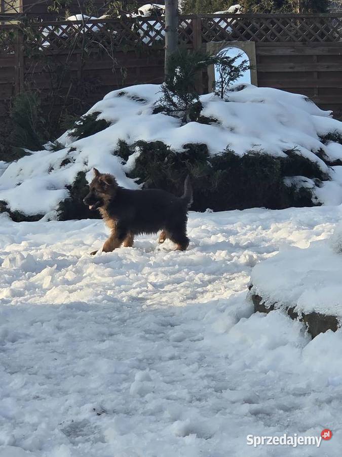 Owczarek niemiecki długowłosy szczeniak kujawsko-pomorskie Grudziądz