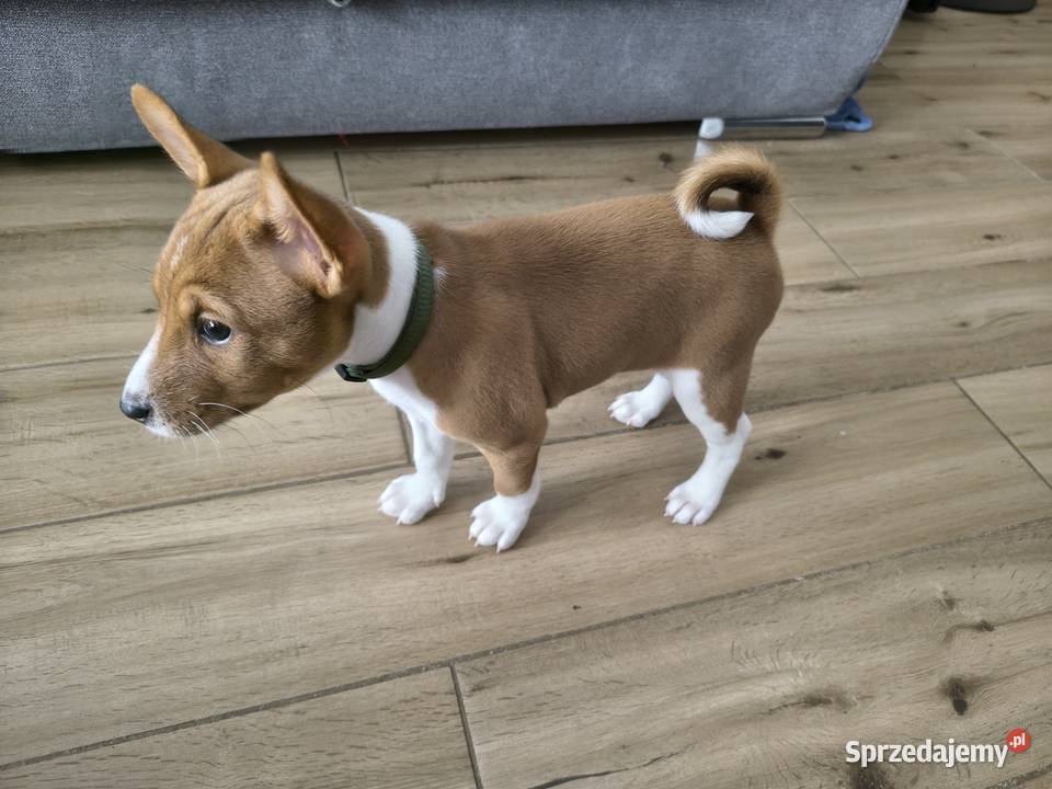 Basenji szczenię