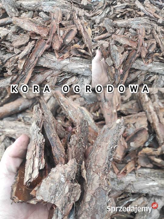 Kora Ogrodowa Kora Jabłonów