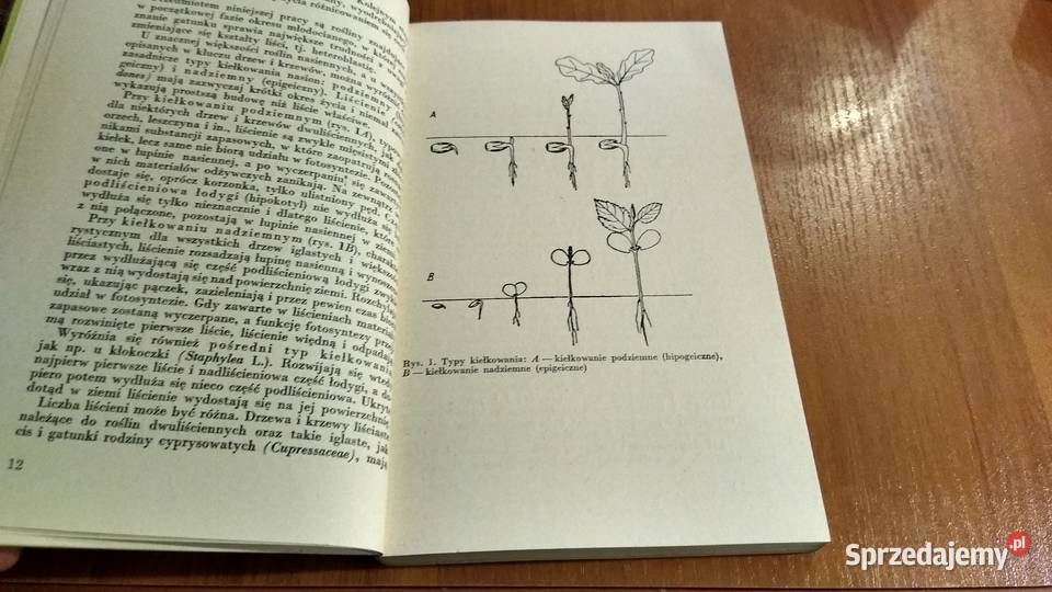 Siewki drzew i krzewów klucz do oznaczania pomorskie Gdańsk