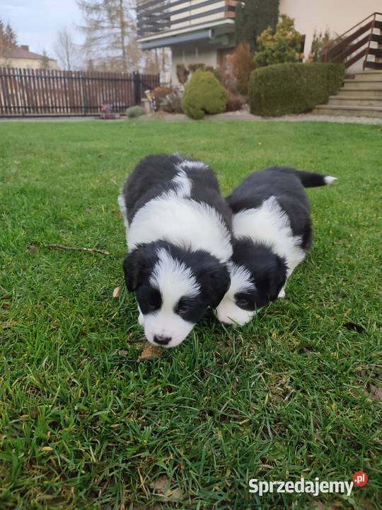 Suczka Border Collie Pozostałe
