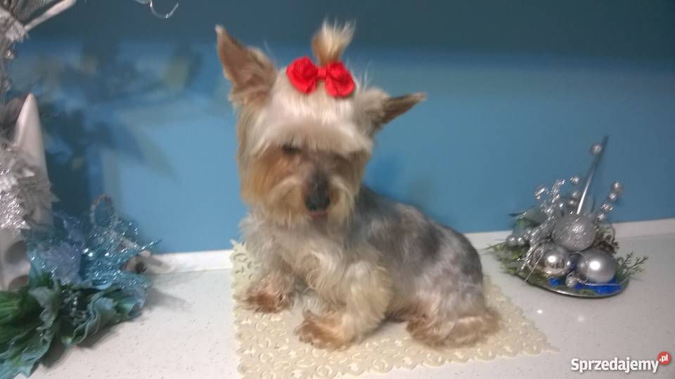 York dorosła sunia wysterylizowana Radomsko