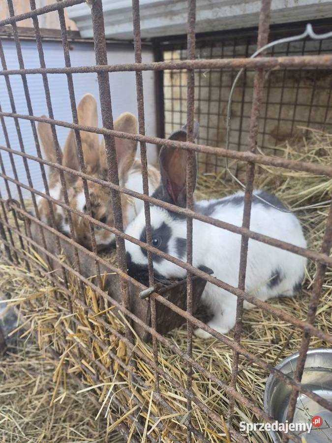 Króliki mieszańce Dylągowa