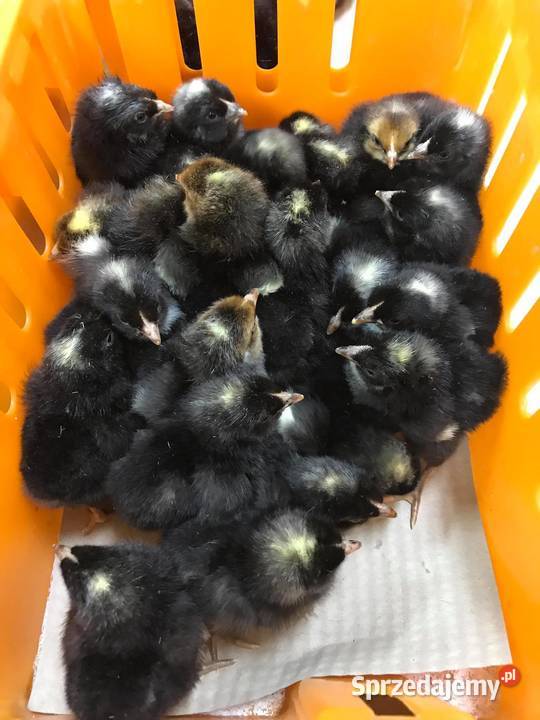 Kurczaki pisklęta nioski mięsne Leghorn Mińsk Mazowiecki