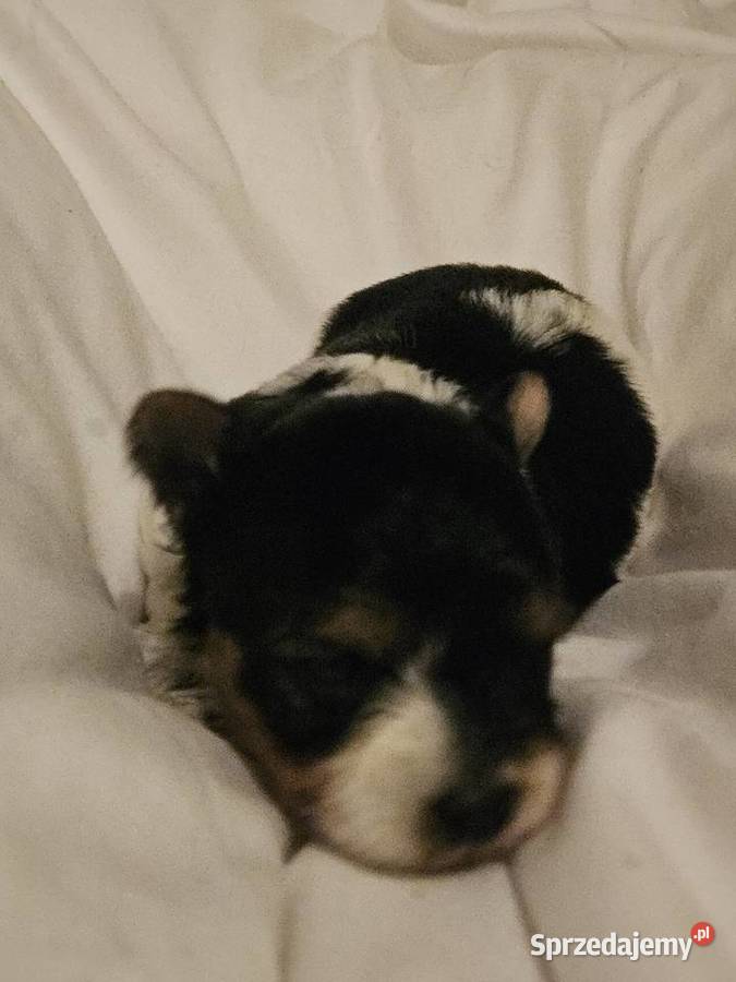 Biewer Yorkshire Terrier suczka pomorskie Somonino sprzedam