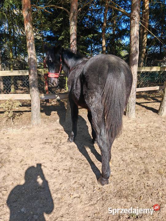 Ogierek śląski pełny papier Latino sprzedam