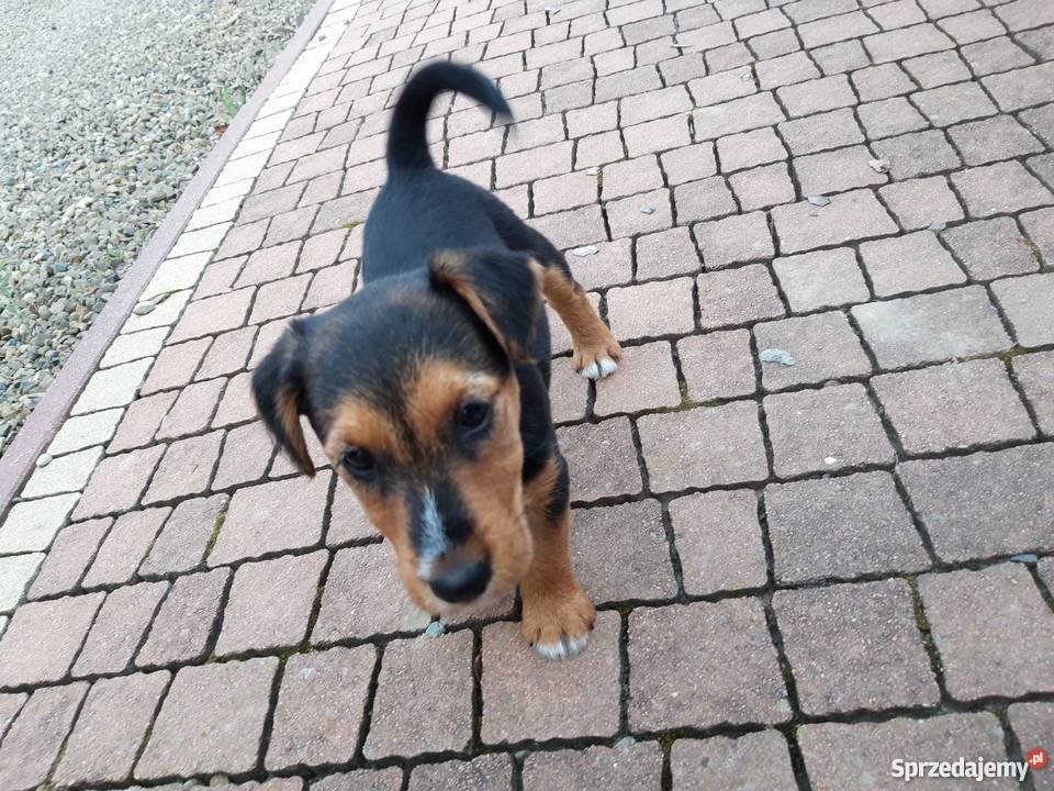 Oddam małego pieska teriera Bircza