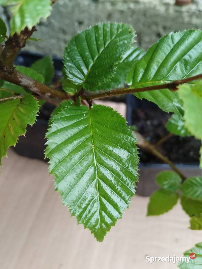 Grab pospolity sadzonki w doniczkach Carpinus Rośliny Buczków