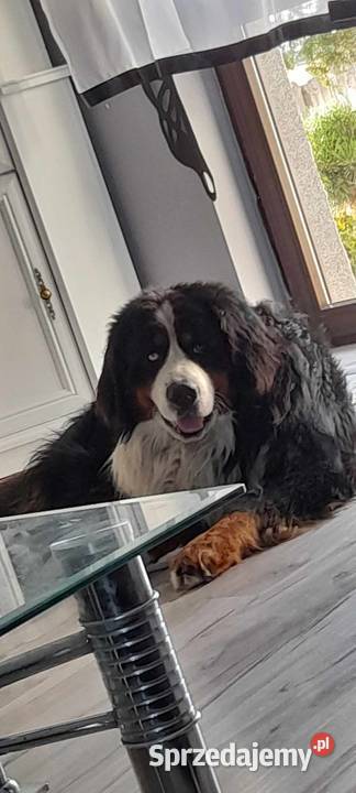 Berneński pies pasterski wielkopolskie