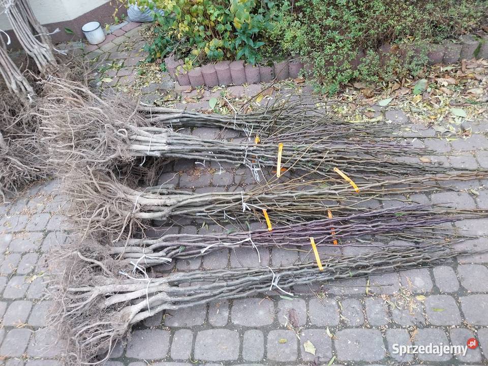 Drzewka owocowe jabłonie grusze śliwy wiśnie itp Jasło sprzedam