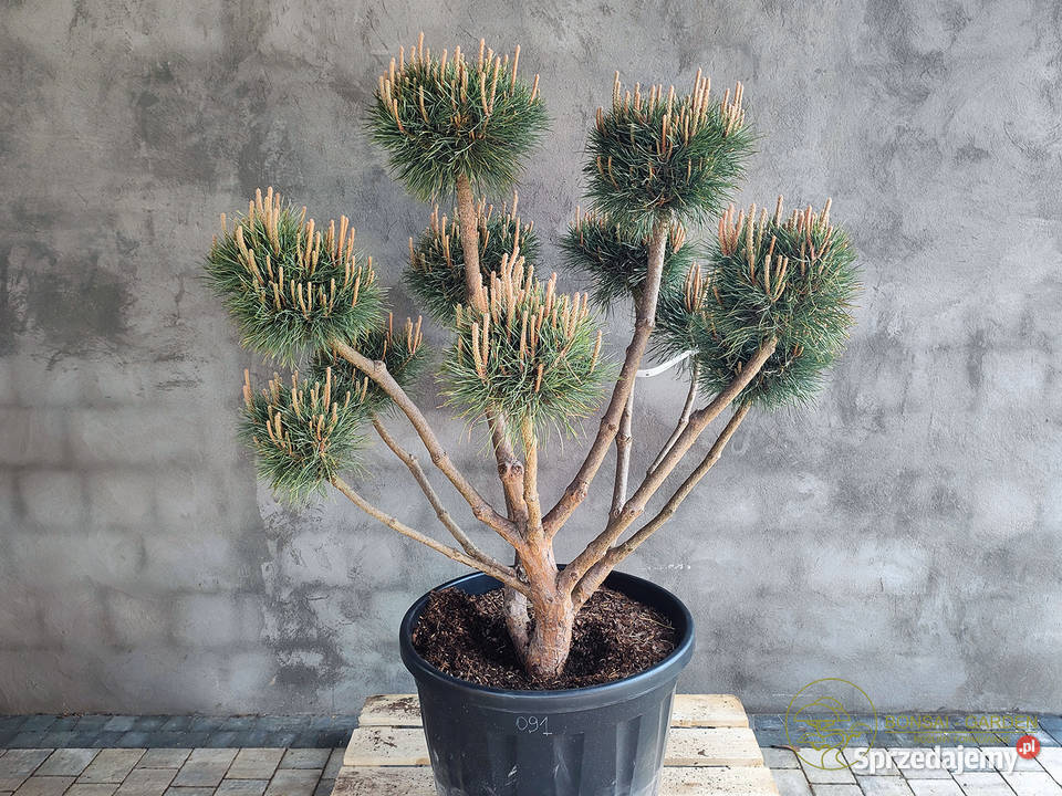 Sosna pospolita formowana 091 NIWAKI BONSAI