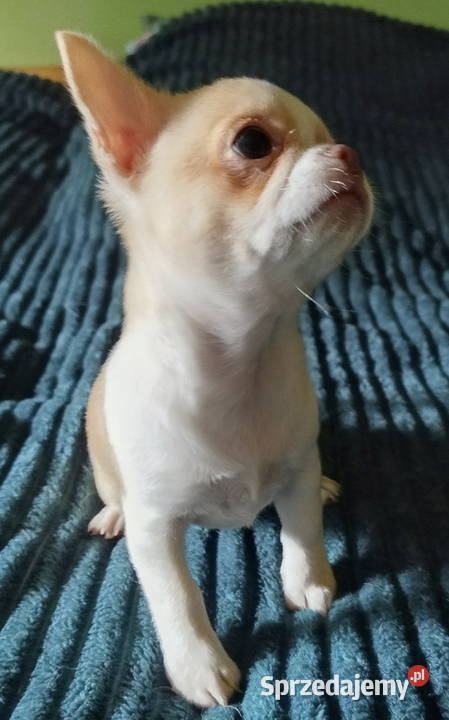 Chihuahua sunia krótkowłosa mini Konin