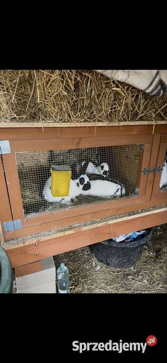 Króliki srokacze samce samice Giełda zwierząt Żyrowa