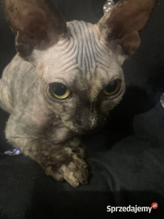 Sfinks Kanadyjski Diablica do odbioru Leszno sprzedam