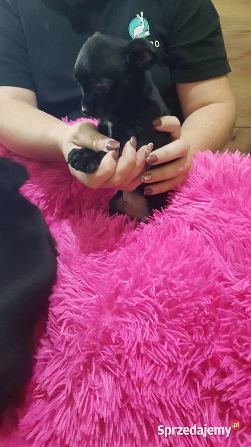 Śliczny piesek pinczer Legionowo sprzedam