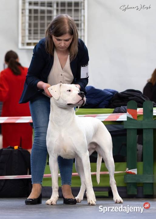 Szczeniaki Dog Argentyński ZKwP FCI Rezerwacja Gończyce